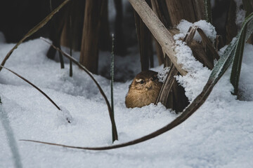 Zaunkönig im Schnee