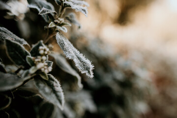 Frost covered green leaves on a plant in an English garden