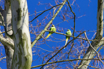 Two rose-ringed parakeets (Psittacula krameri), also known ring-necked parakeets, in a tree