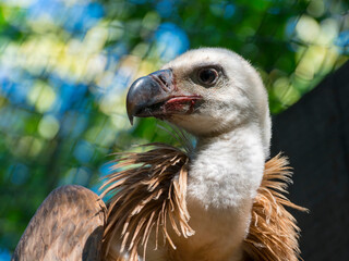 Portrait of an European griffon vulture with bloody beak