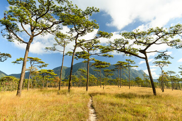 Beautiful landscape from the pine forest in the national park on top mountain at Uttaradit Province, Thailand.