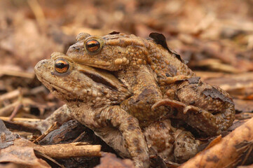 A male and female common toads , Bufo  bufo in breeding amplexus