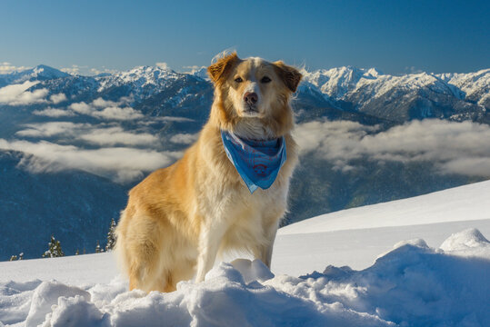 Dog in snowy mountain winter scene