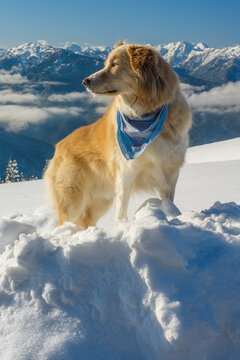 Dog in snowy mountain winter scene