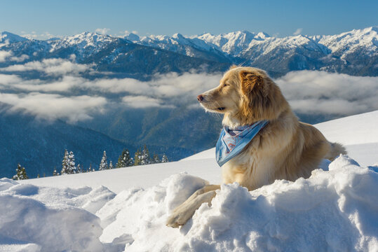 Dog in snowy mountain winter scene