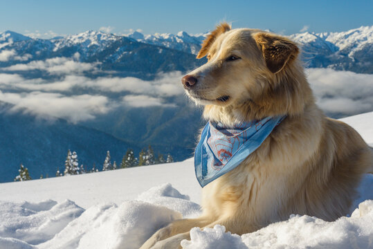 Dog in snowy mountain winter scene
