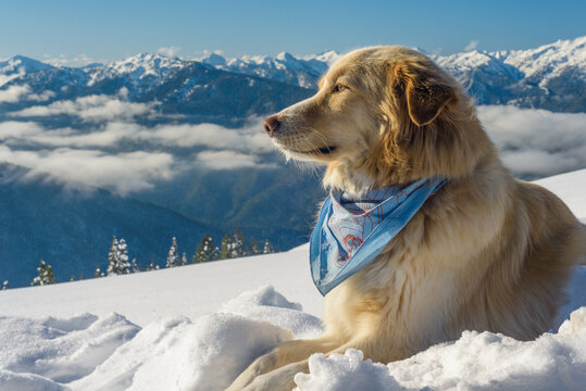 Dog in snowy mountain winter scene