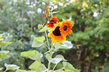 orange sunflowers
