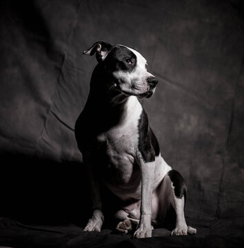 Portrait of a Pitbull The misunderstood Breed