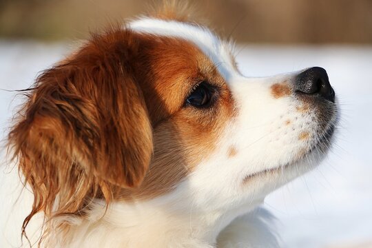 beautiful head portrait from a small brown and white mixed dog