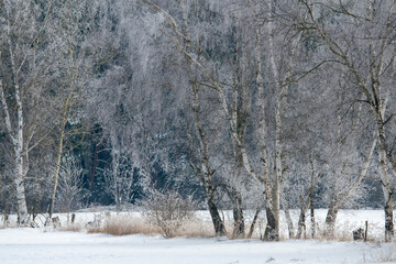 bitter cold winter morning