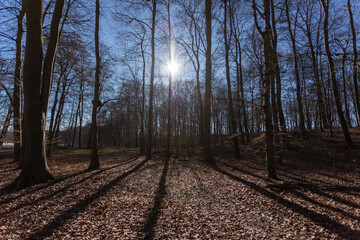 Fototapeta premium sunrise light trough trees in a park at winter time