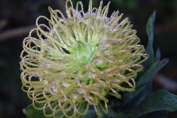 close up of a flower