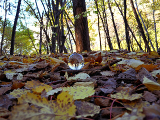 Obraz premium The glass ball lies in the foliage in the autumn forest