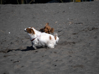 happy dog cocker spaniel playing at the beach