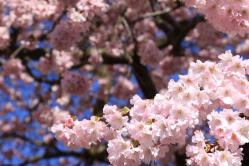 Die Schönheit der natur