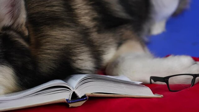 An Alaskan Malamute lies on a red pillow next to glasses and a book. Pet in the studio on a blue background. Camera movement from glasses to the dog's face. Slow motion. Close up.