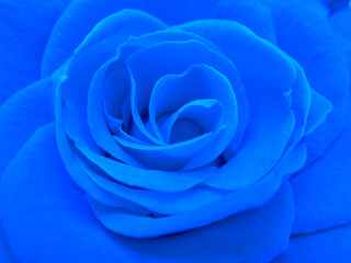 blue rose closeup