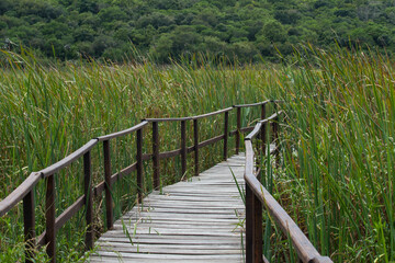 Hiking into the wetland. View of the wooden boardwalk across the green reeds and marsh in the...