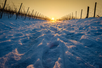 Winter snow road in vineyard with sun star - Powered by Adobe