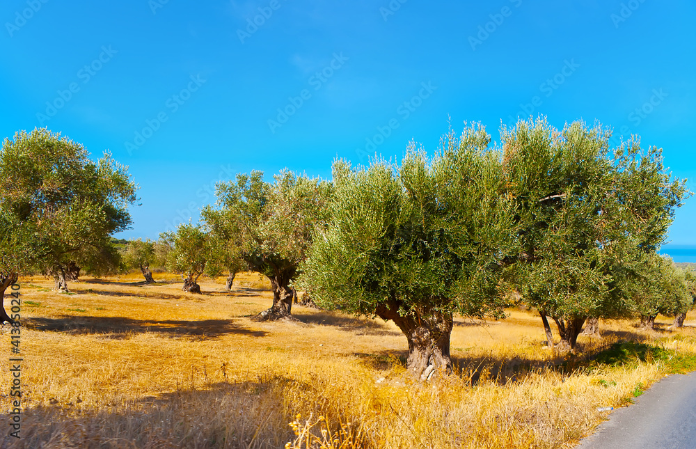 Sticker The old olive trees in orchard, Crete, Greece