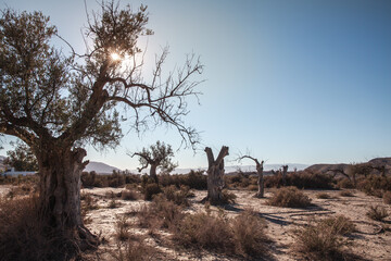 Old and dead olive trees landscape in the Tabernas desert in the bright sunlight