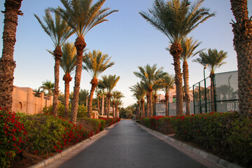 Fototapeta premium Palm and flower alley in dubai