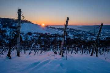Sunrise in vineyard landscape winter snow