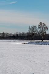 winter landscape with trees