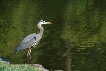 great blue heron standing by a lake