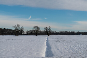 Trees in snow covered meadow with frozen canal