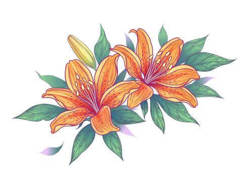 Tiger lily Drawing Line art Flower, draw, white, pencil png | PNGEgg