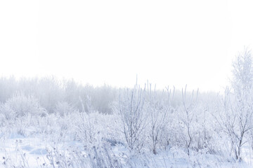 Frozen meadow sparkling in sunrise light, dry grasses covered with frost at winter morning, banner background