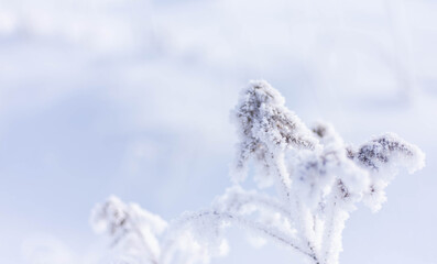 Fototapeta na wymiar Frozen plants closeup at winter sunny morning, winter background 