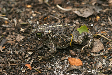 Close up of a small striped Natterjack toad , Bufo calamita on the ground 