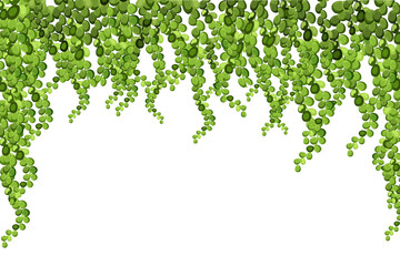 Green vine, liana or ivy hanging from above or climbing the wall.Decoration for garden or home.Template on white background. - obrazy, fototapety, plakaty