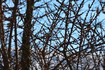 Sanddorn (Hippophae rhamnoides), auch Fasanbeer, Haffdorn, Seedorn, Zitrone des Nordens im Winter