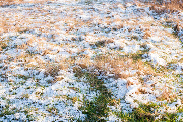 Melting snow on the orange and green grass in a warm light of sunset