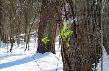 Left arrow spray painted on a tree trunk.