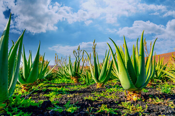 Aloe vera plant. Aloe vera plantation. Furteventura, Canary Islands, Spain - 413852048