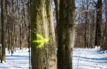 Right arrow spray painted on a tree trunk.