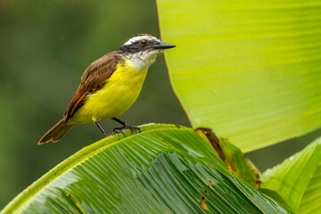Great Kiskadee (Pitangus sulphuratus), perched on a banana leaf, Costa Rica