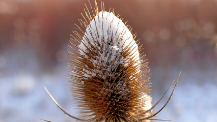 teasel with snow cap