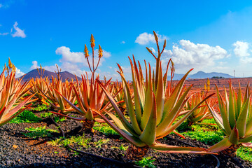 Aloe vera plant. Aloe vera plantation. Furteventura, Canary Islands, Spain - 413852286