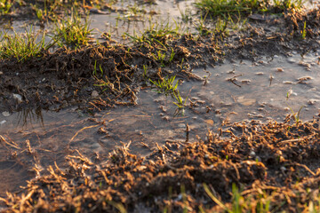 Small water stream coming from snow melting in a groove, warm light
