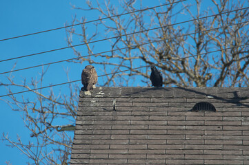 zwei freunde im streit, mit blauem himmel, ziegel und mit einem baum...