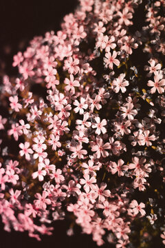Little red flowers background