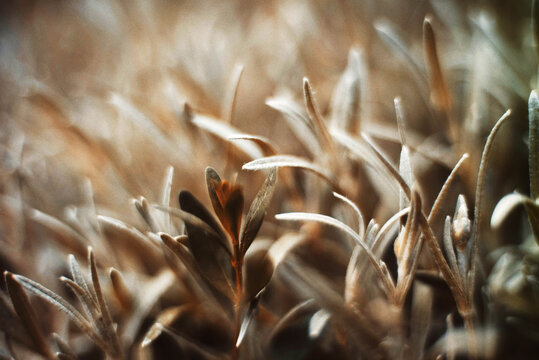 Newborn fresh leaves