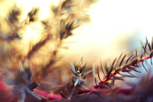Close-up of plant in garden