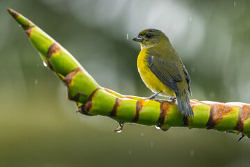 Yellow-throated Euphonia (Euphonia hirundinacea), female perched on a branch in the forest in the Arenal volcano area, Costa Rica